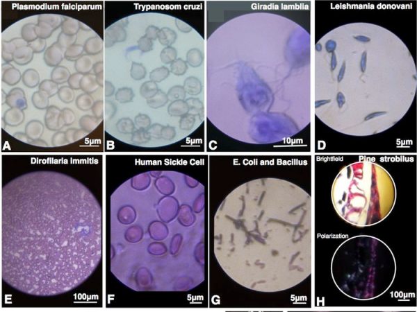Imatges amb Foldscope