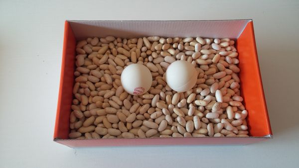 Final arquimedes amb llegums