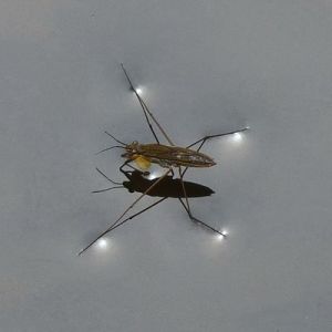 Zapatero Water_strider_in_a_pond 400